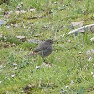 Female Black Redstart