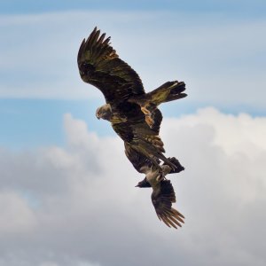 Golden Eagle and crow