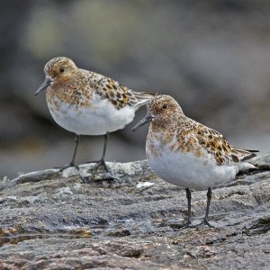 Sanderling