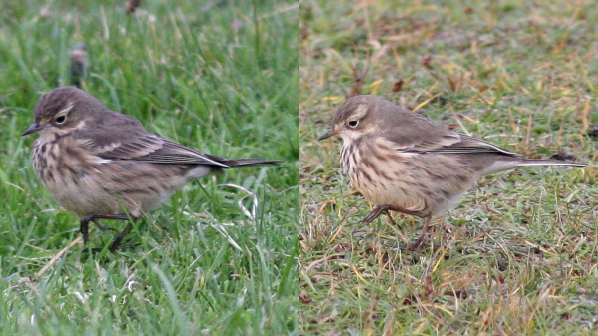 Buff-bellied Pipits