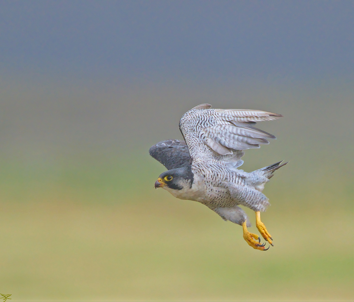 Peregrine Falcon, South Uist 2021 (C) Ron MacDonald