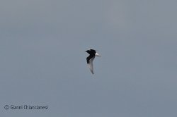 ww-black-tern.jpg