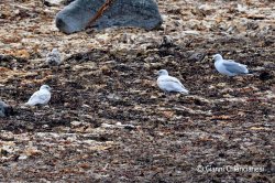 iceland-glaucous-gulls (1).jpg