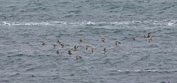 20170810-IN8A3167Whimbrel.jpg