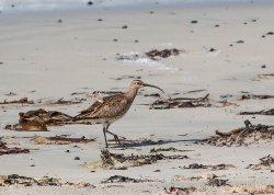 20170817-IN8A3183whimbrel.jpg
