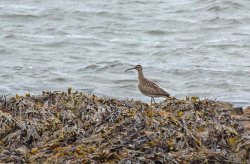 20170824-IN8A3249Whimbrel.jpg