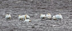 Swans Loch Bee.jpg