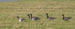 20170929-IN8A3736Brent geese.jpg