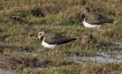 20171117-IN8A4076lapwing.jpg