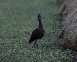 glossy ibis.jpg