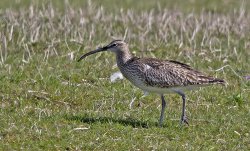 20180510-IN8A6602Whimbrel.jpg