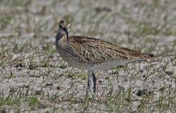 20180525-IN8A6999whimbrel.jpg