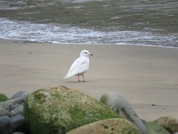 iceland gull.jpg