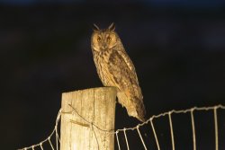 Long-eared Owl180629001.jpeg