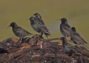 winter starlings.jpg