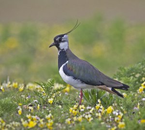 20190617-IN8A1258Lapwing.jpg
