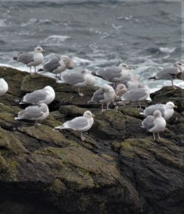 iceland gull - tiumpan.jpg