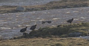 White-tailed Eagles Loch Bee.jpg