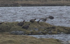 White-tailed Eagles Loch Bee2.jpg