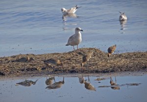 IN8A3374Godwits.jpg