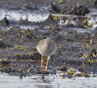 IN8A4177 colour ringed redshank.jpg