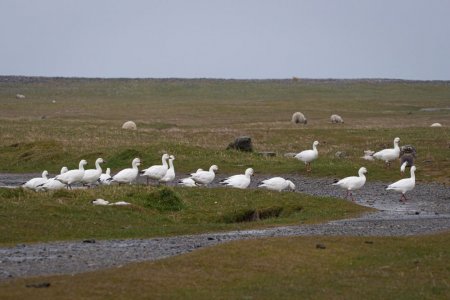 snow-geese-08may21-1.jpg