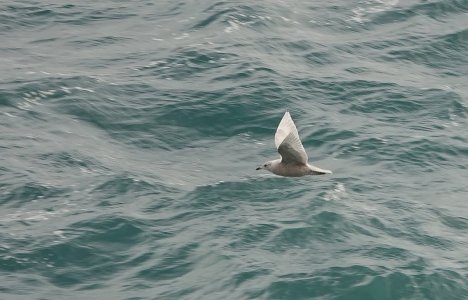 iceland Gull, St Kilda.jpg