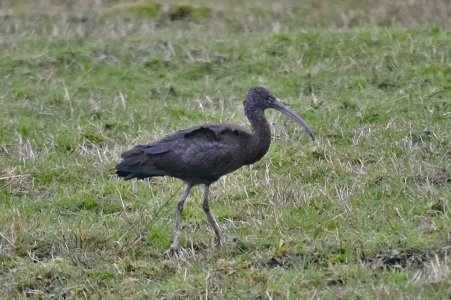glossy ibis-ir.jpg