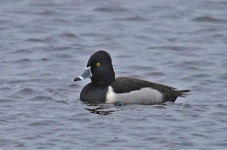 R-necked Duck-Tiumpan-22-01-28-Steve Dodd.jpg