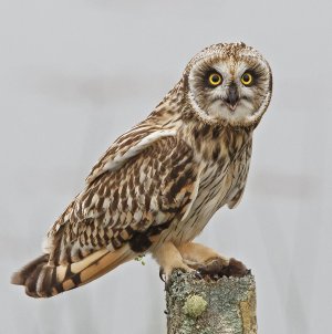 IN8A5627 Short-eared Owl 1.jpg