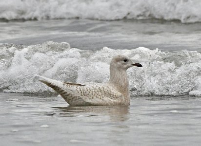 iceland gull ardivachar.jpg