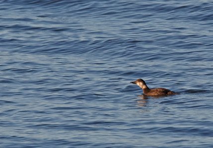 IN8A5806CommonScoter.jpg