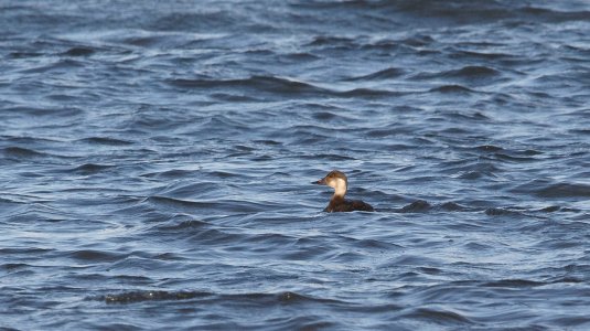 IN8A5879Common Scoter.jpg