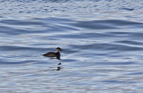 IN8A5934CommonScoter.jpg