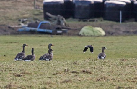 IN8A5972Euro white-fronts Borve benbecula 04-jan-23.jpg