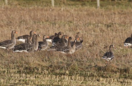 Russian white-fronts west loch ollay.JPG