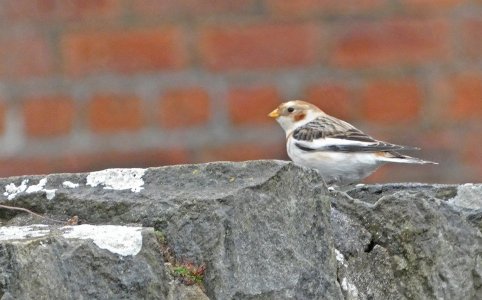snow bunting butt of lewis.jpg