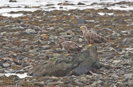 IN8A6180white-tailed eagle.jpg