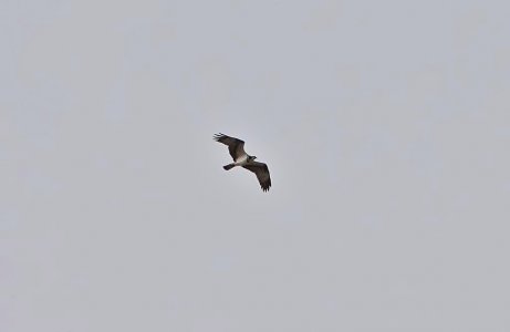 Osprey St Kilda.jpg