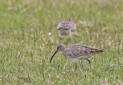 whimbrel IN8A6256.jpg