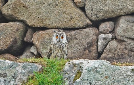 long-eared owl St Kilda.jpg