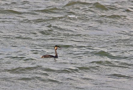 IN8A6787Great Crested Grebe.jpg