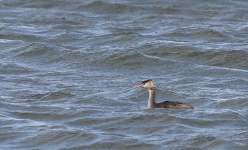 IN8A6800 great crested grebe.jpg