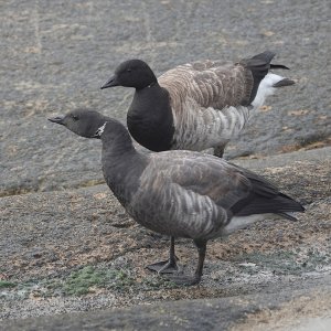 Dark & Pale-bellied Brent Goose, St Kilda September 2021