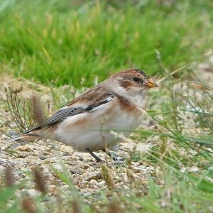 Snow Bunting