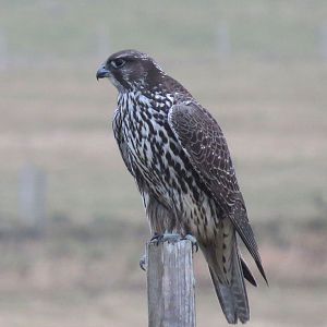 Gyr Falcon. Balelone, North Uist © Mary Lewis