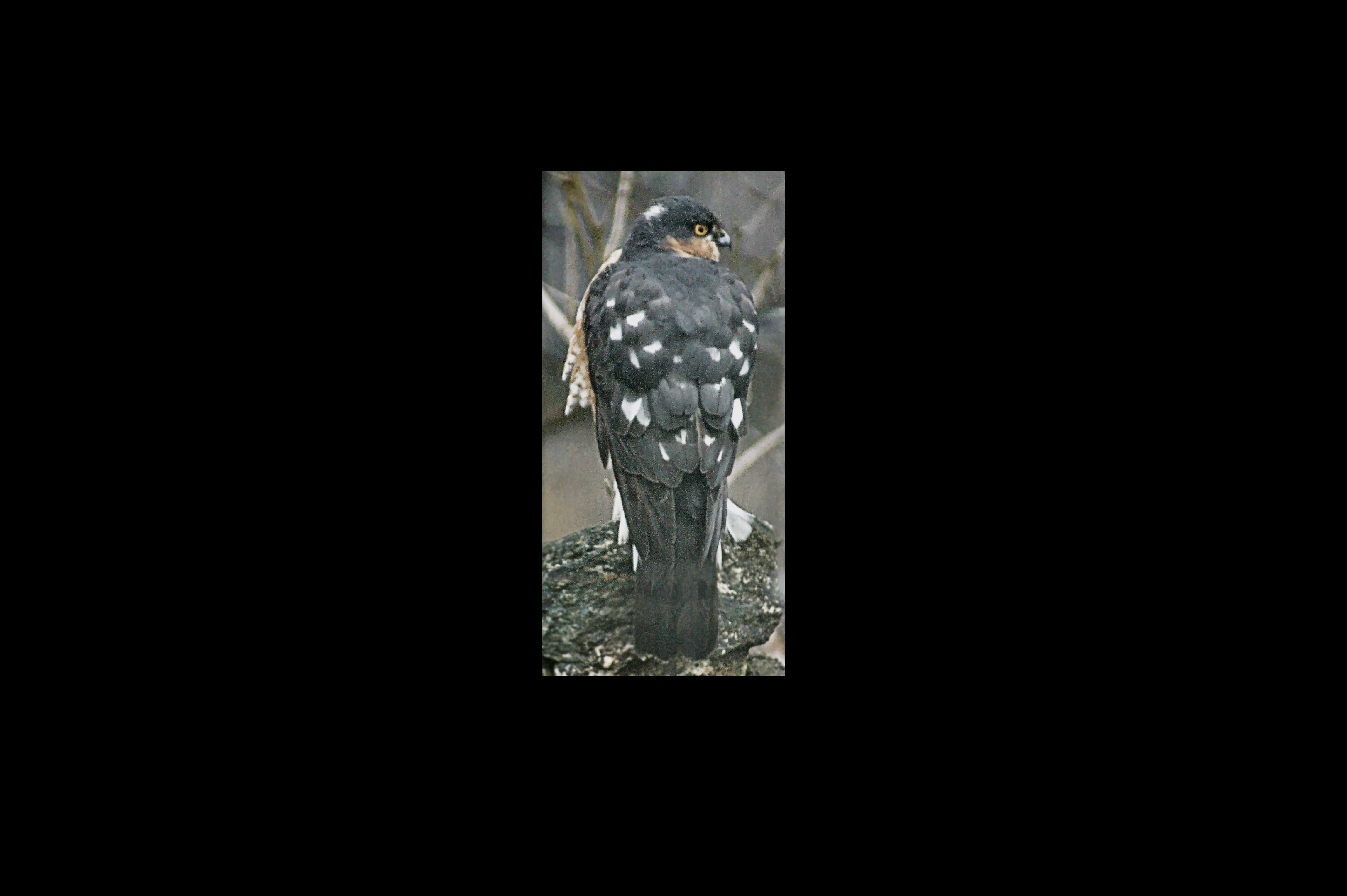 Sparrow Hawk enhanced GH.jpg