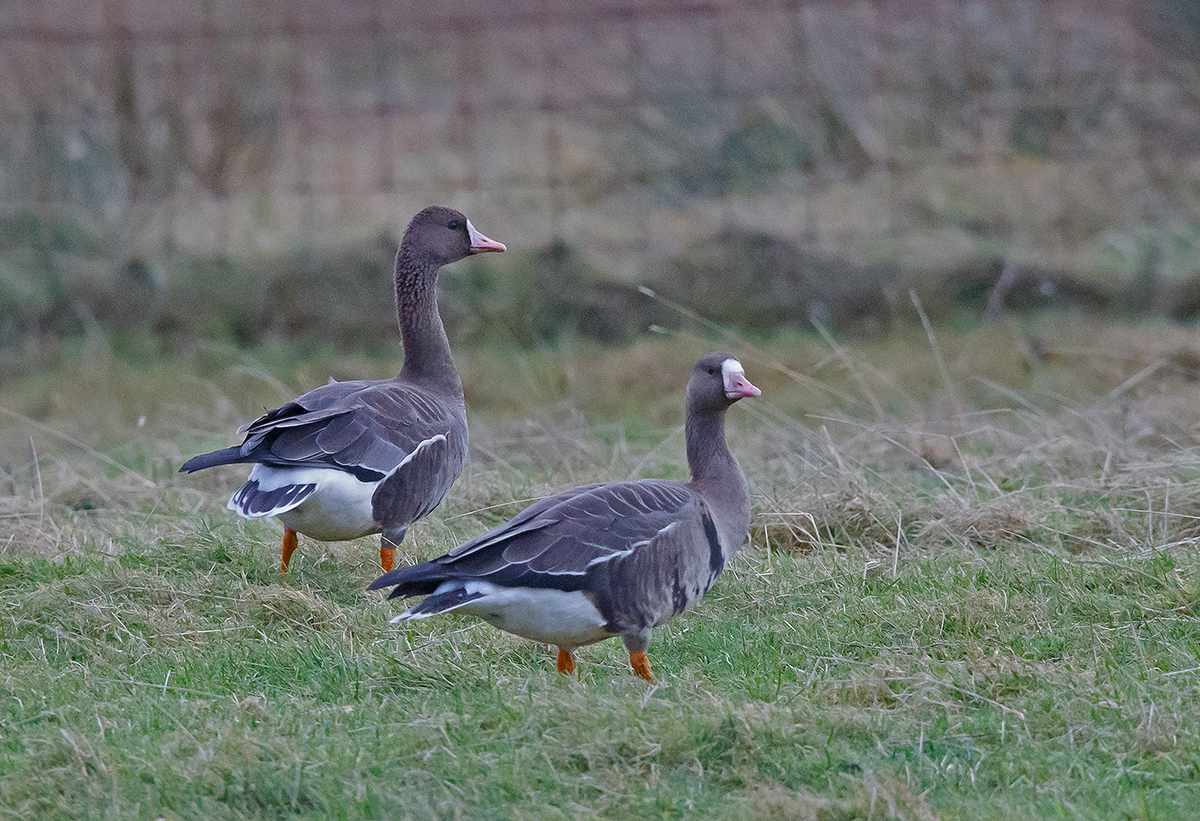 European White-fronted Geese